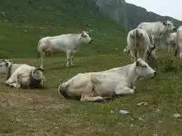 Mucche al pascolo
