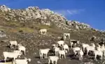 Mucche al pascolo