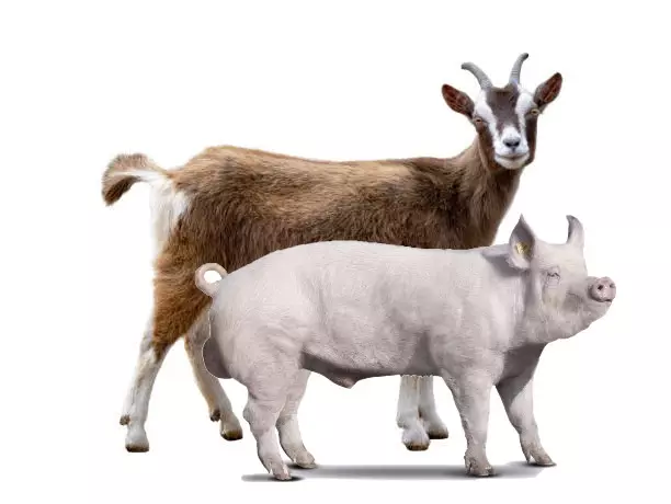 Macellazione di suini e ovi-caprini per uso privato.